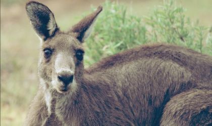 Съдят австралиец, искал да превърне кенгуру в камикадзе