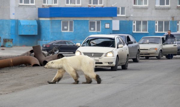 Полярна мечка изненада жителите на руски град