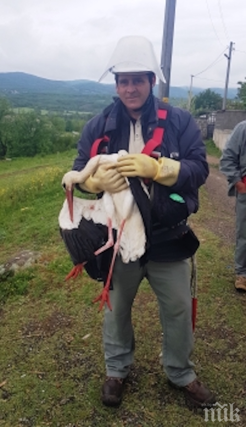 Спасиха щъркел, оплетен в проводници