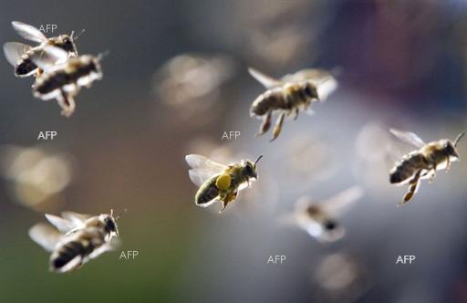 Разград: За подобряване на координацията относно опазването на пчелите се разбраха земеделски производители и пчелари на работна среща
