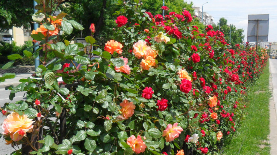 Над 700 рози красят булеварди в Пловдив