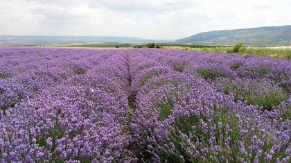 България е лидер в производството на козметичен продукт