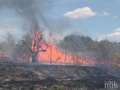 Огнен кошмар в Пернишко! Пожар унищожи 18 бунгала и изпепели 14 декара гора