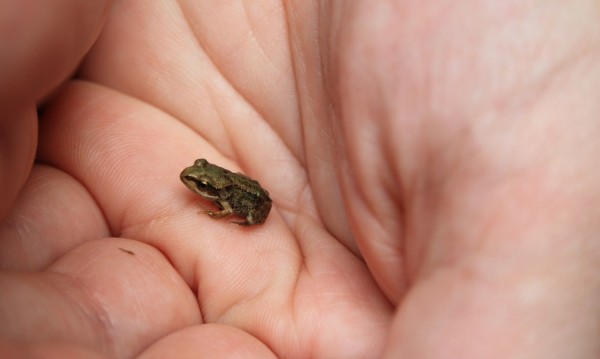 Откриха нов вид жаба, дълга... 2,5 см.