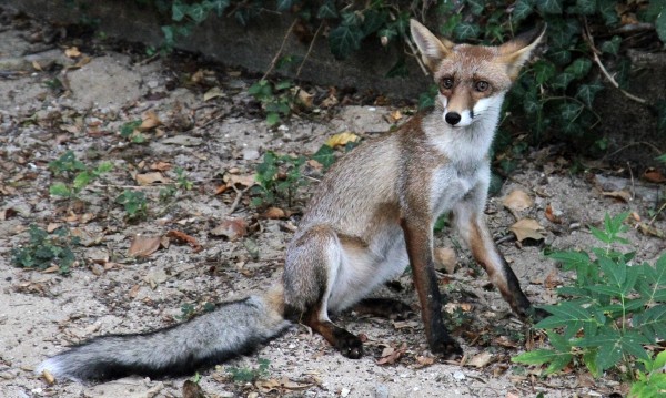 Чехия ще пази лисиците и видрите