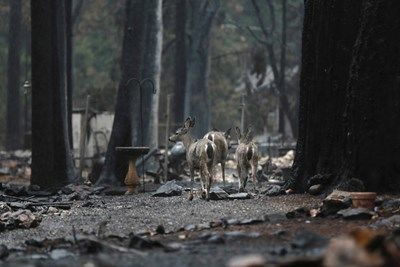 Жертвите на пожара в Северна Калифорния вече са над 80