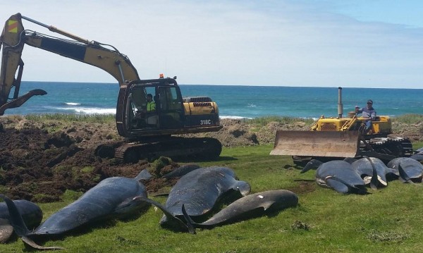 Те не спират! Нови 50 мъртви делфина в Нова Зеландия