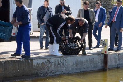 Зарибиха Гребния канал с 1 тон толстолоб СНИМКИ