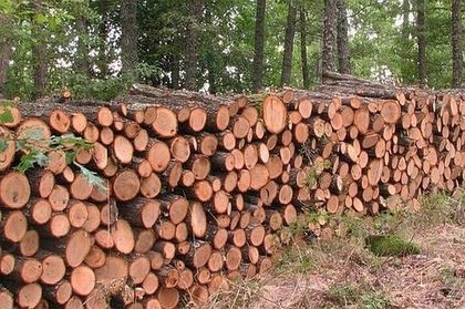 Дървосекач издъхна в линейка, след инцидент в гората