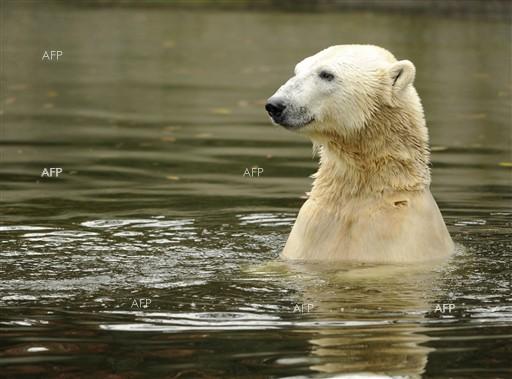 Blic (Сърбия): Зоологическата градина в Белград е под вода