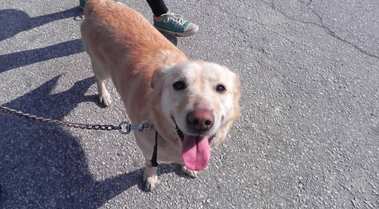 Пловдив с кампания за Международния ден за защита на животните