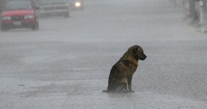 Тъжно, но красиво: Варненски поет почете смъртта на едно квартално куче в стихове