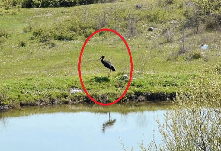 Лоша поличба! Рядка черна птица долетя в Родопите (ВИДЕО)