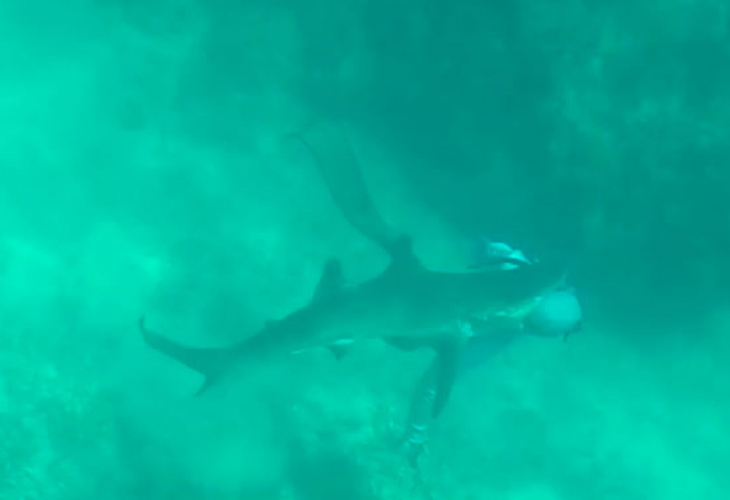 Страшни кадри! Акула нападна и захапа за главата подводен риболовец (ВИДЕО)