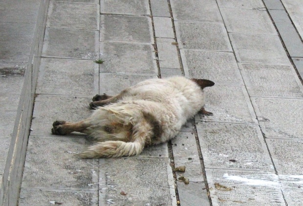 Жестокост! Изроди тровят кучета в Бургас с отровни хапки (СНИМКА 18+)