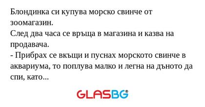 Блондинка си купува морско свинче...