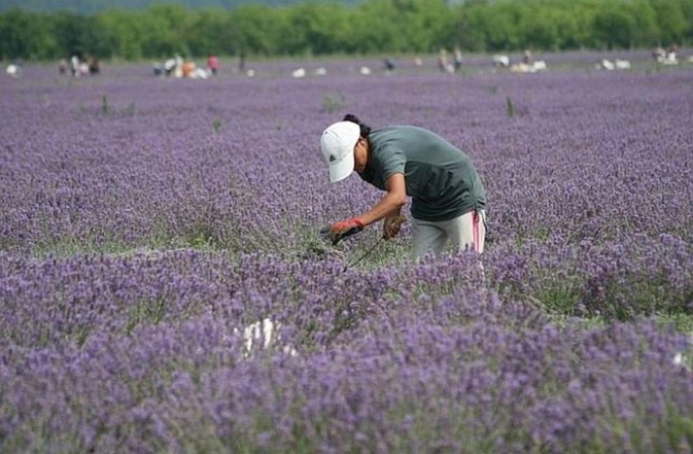 Земеделците трябва да декларират доходи до края на месеца