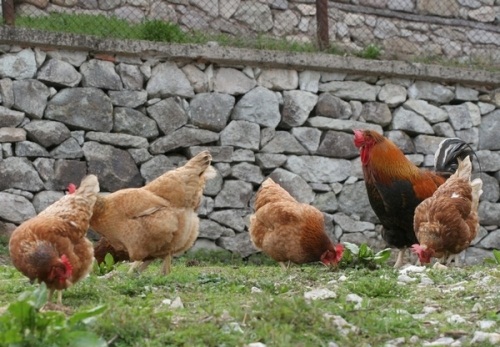 Откриха огнище на птичи грип в село до Пловдив