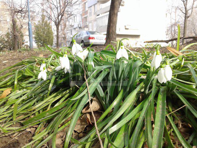 СНИМКИ: Кокичетата нацъфтяха в Пловдив, народът излезе на разходка