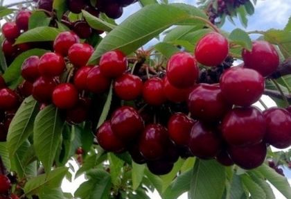 Грухтяща напаст нападна и унищожава черешите в Кюстендилско