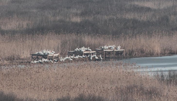 Започна размножителният период за къдроглавите пеликани в резервата Сребърна