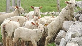 Бившият шеф на БАБХ в Пловдив с условна присъда за контрабандните агнета
