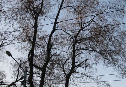 Акция за отстраняване на опасни клони по