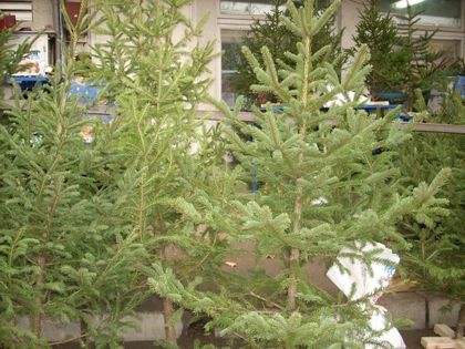 Стартира кампания „Купи жива елхичка, помогни на дете“
