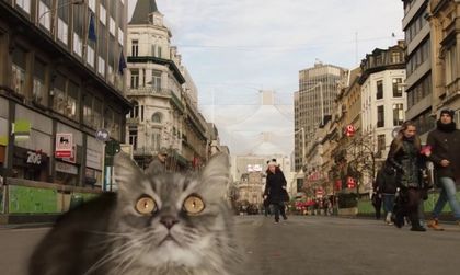 Котките, впрегнати да връщат туристите в Брюксел