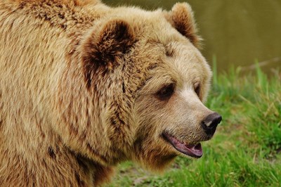 Удариха 300-килограмова мечка на шосе в Централна Румъния