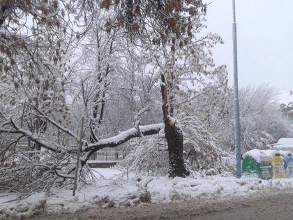 СНИМКИ/ ВИДЕО: Снегът кърши дървета в Пловдив, кварталните улички - мор