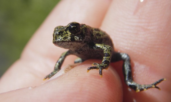 Нови мини нощни жаби откриха в Индия