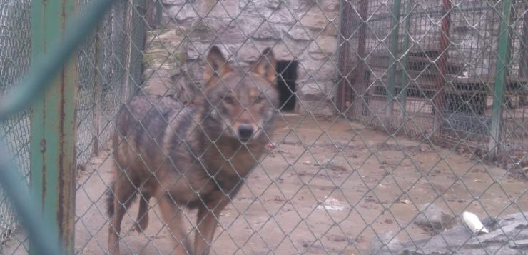 Инспектираха вълка в Хасково