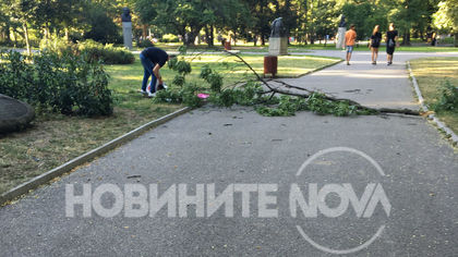 Размина им се на косъм! Клон се стовари върху майка с дете в Борисовата градина (СНИМКИ)
