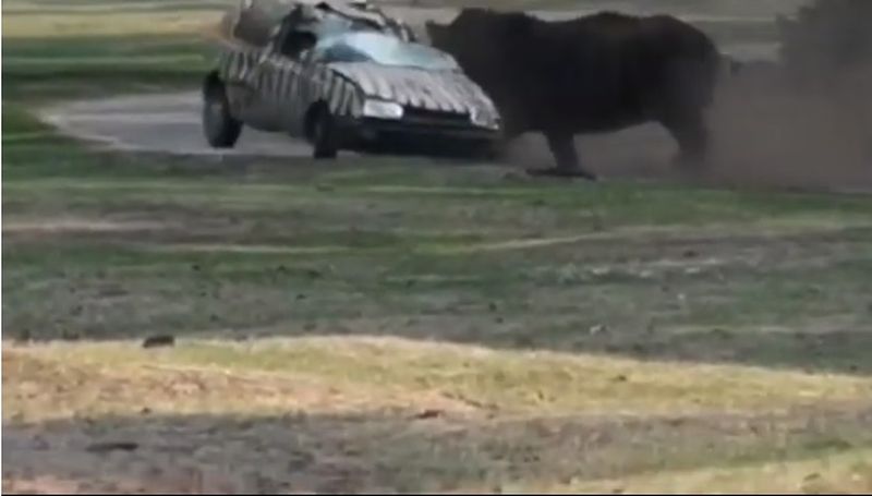 Носорог се разгневи и нападна автомобил! Шофьорката по чудо остана жива ВИДЕО