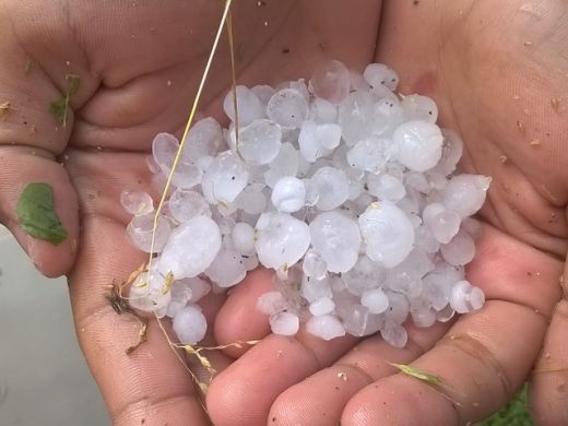 Градушка като лешник съсипа дряновско село