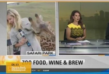 Страсти! Жирафче налетя сексуално на репортерка, облиза ѝ бюста в ефир (ВИДЕО)