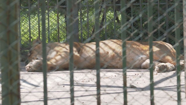 Хасковският зоопарк загуби две новородени лъвчета