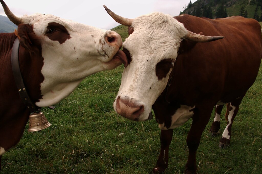 Тези английски крави получиха 5G достъп преди повечето хора