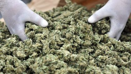 Вкарват в съда до 7 дни обвинението за 440 грама марихуана
