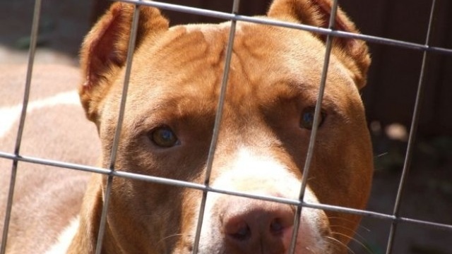 Обвинен в организирането на кучешки боеве бивш полицай се оплаква в съда: Кучетата умират в приюта