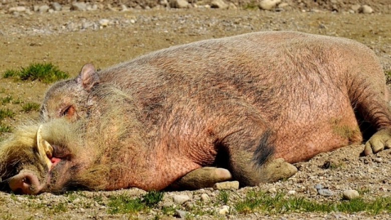 Откриха умряло диво прасе, заразено с Африканска чума в Плевенско!