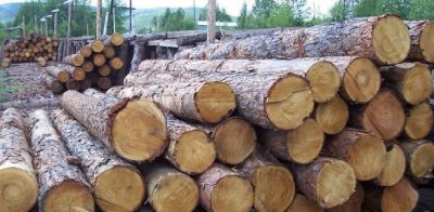 „Арестуваха“ камион с крадена дървесина във фабрика за пелети