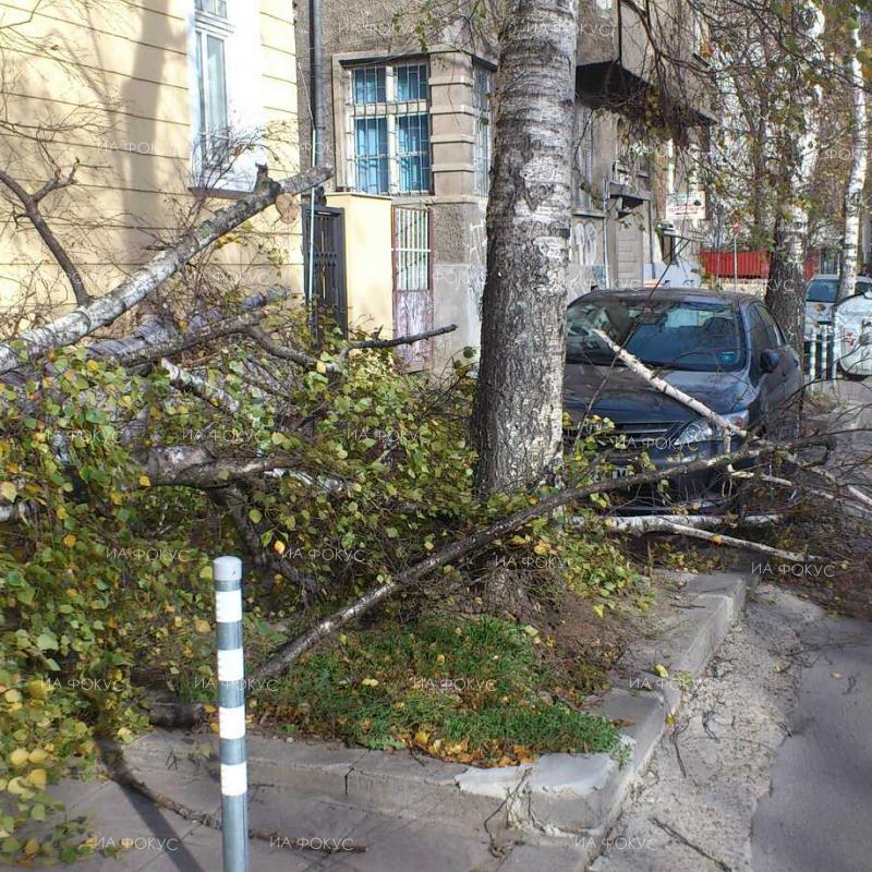 Варна: Паднало дърво е нанесло щети по два леки автомобила на бул. „Атанас Москов“