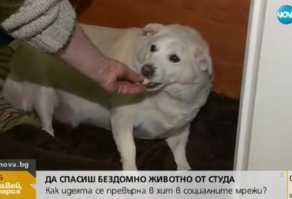 Да спасиш бездомно животно от студа - хит в социалните мрежи (ВИДЕО)