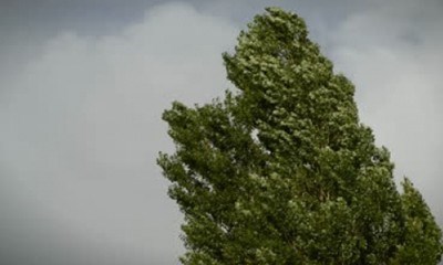 Паднали дървета на пътя затрудняват движението през прохода 