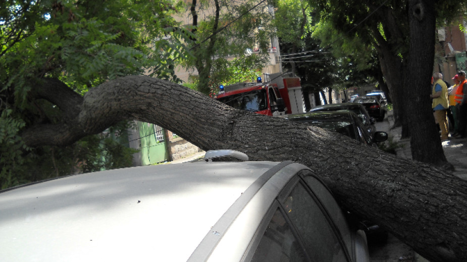 Дърво падна върху кола в центъра на Пловдив