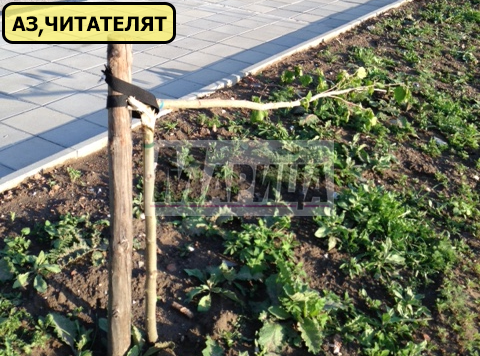 Сигнал: Вандали изпотрошиха новите дръвчета (СНИМКИ)