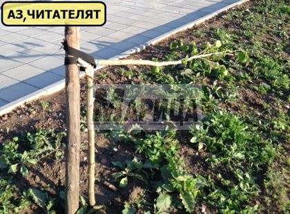 Сигнал: Вандали изпотрошиха новите дръвчета (СНИМКИ)