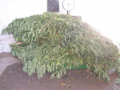 Полицаи откриха засят с над 160 кг марихуана терен в Разградско